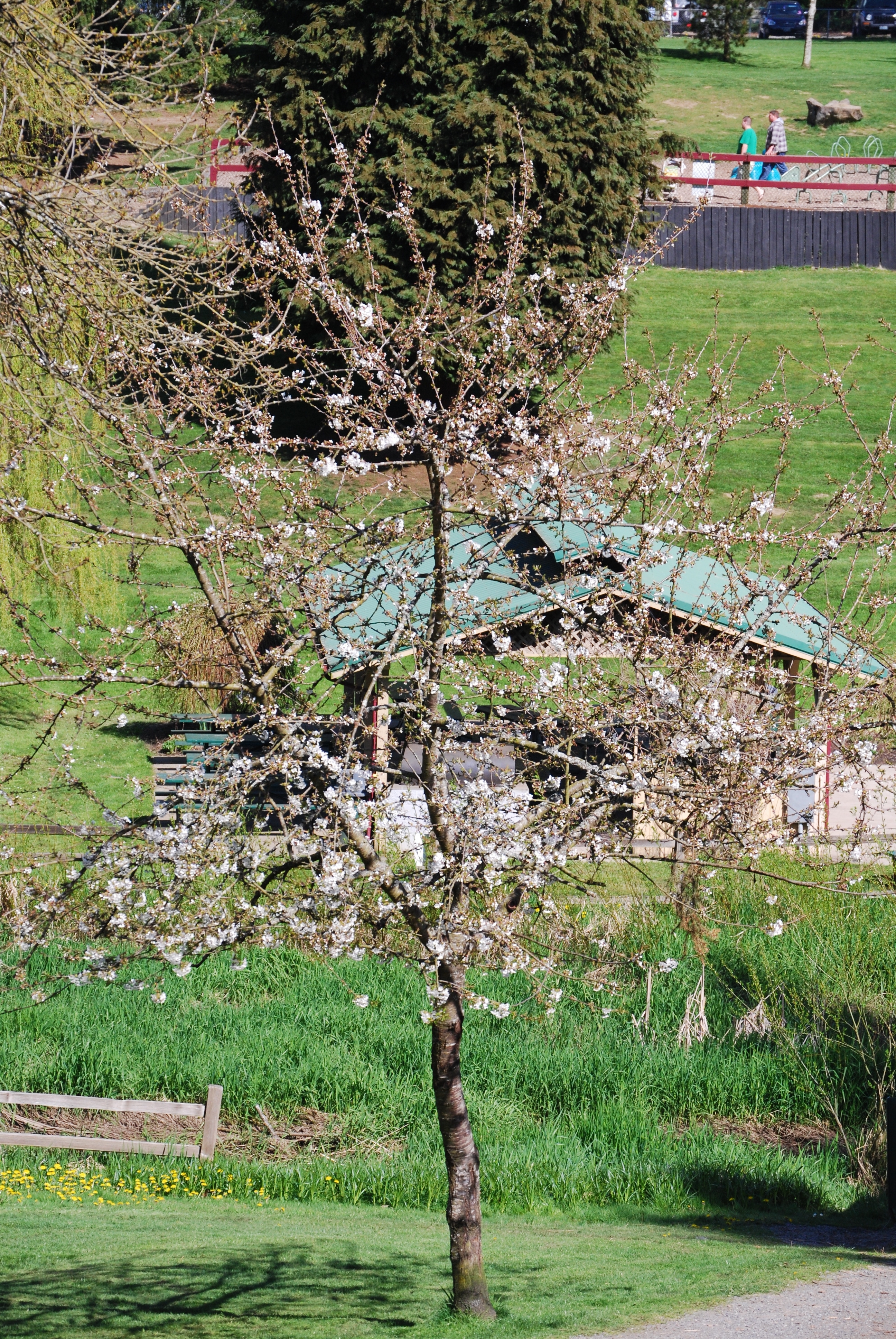 Jennings Park Cherry Tree Fixed